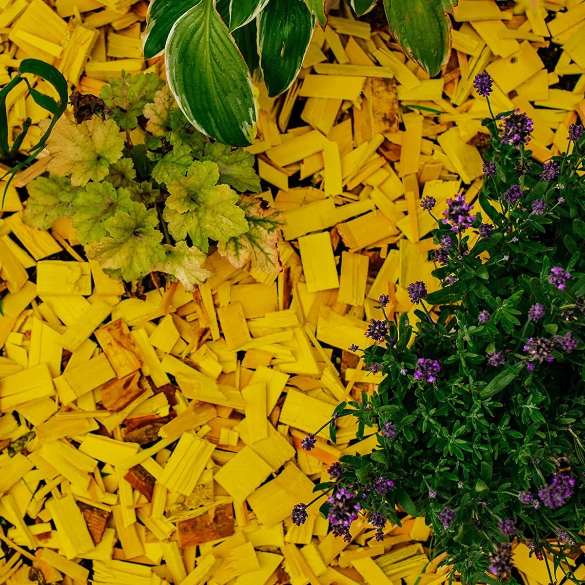 Holtaz - Écorce Décorative - Copeaux De Bois Décoratifs - Écorce Deco - Décoration Dune - 50 Litres - Jaune 3 Holtaz - Écorce Décorative - Copeaux De Bois Décoratifs - Écorce Deco - Décoration Dune - 50 Litres - Jaune – Image 3